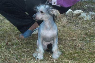 Royalgift Blue Yoshi