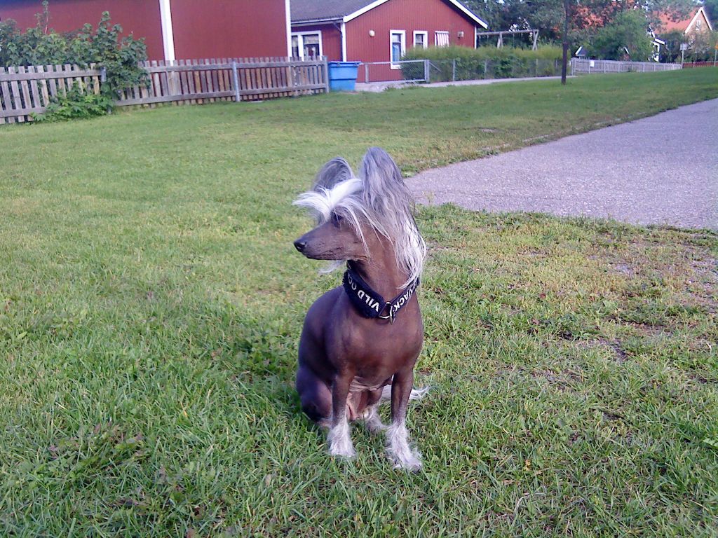 Silverekens Miss Heartbreaker