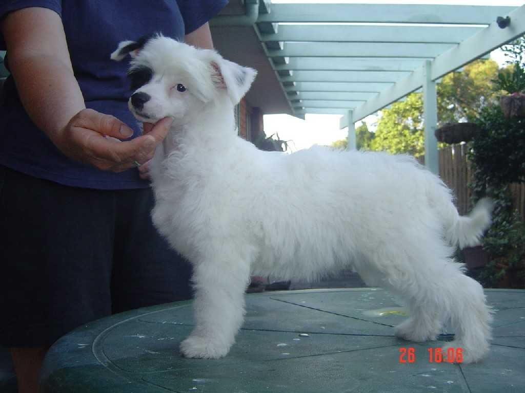 Sherabill Hootchi Kootch 