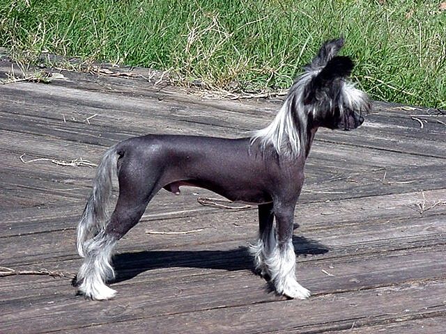 Unicorn, You Can't Sirius