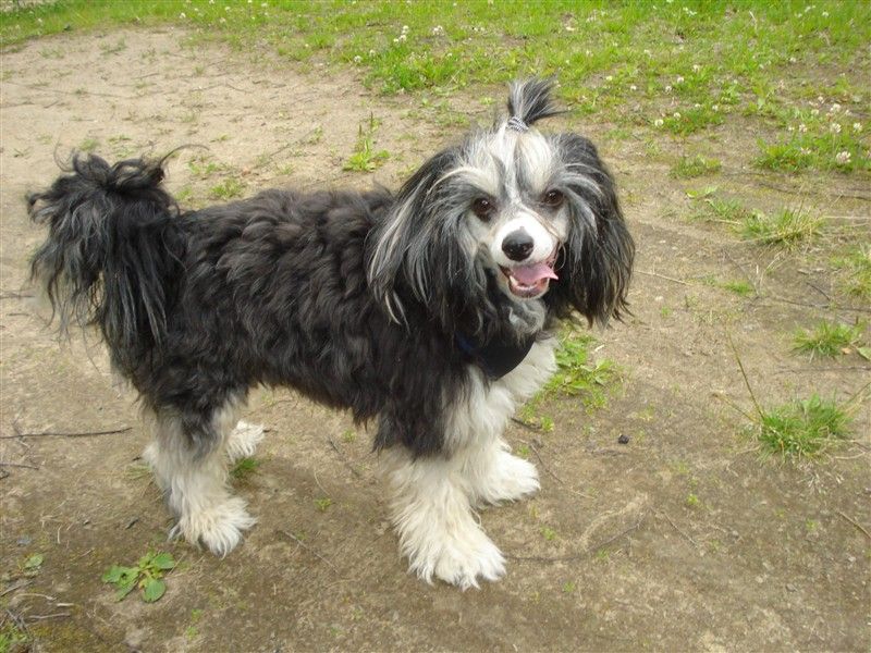 Candy Queen's Sexy Suzy