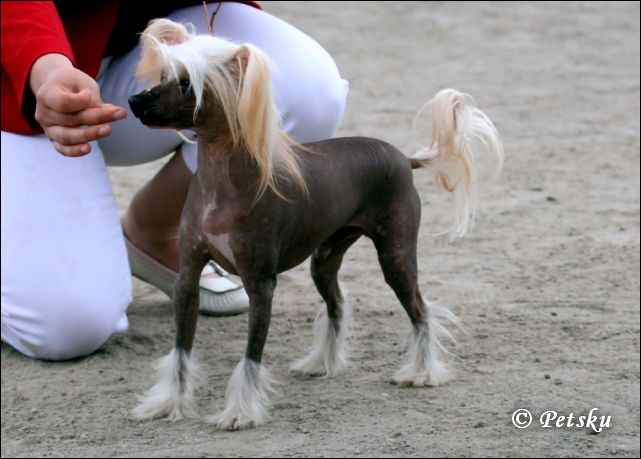 Candy Queen's Bad Luck Love