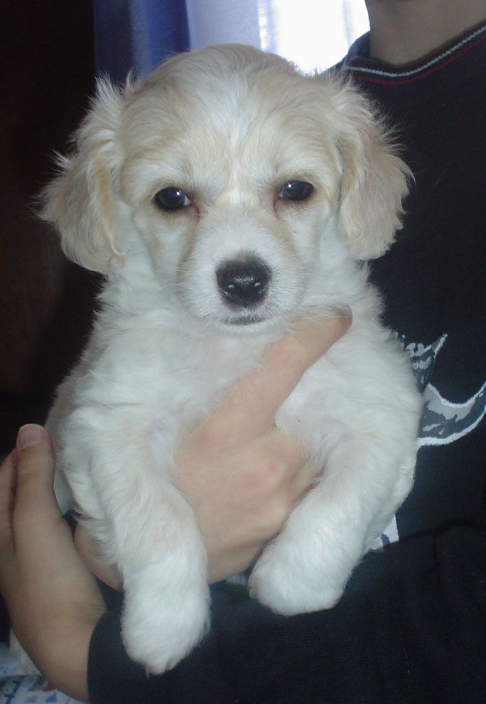 Candy Queen's Baby Boombastic