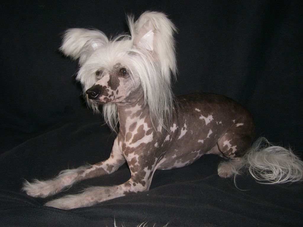 Casa del Caboom's Aramis