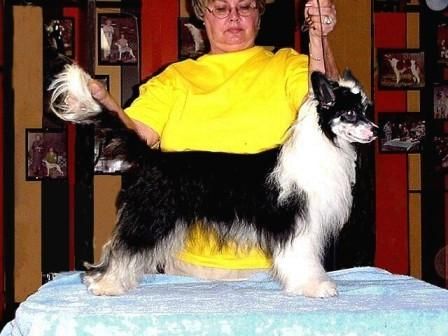 Unicorn's Dust Bunny PP