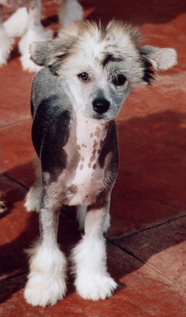 Shumllea Spit N Polish