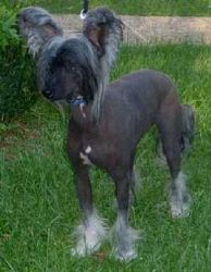 Bara od Zlateho moku