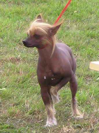 Korkociag Maff-Staff