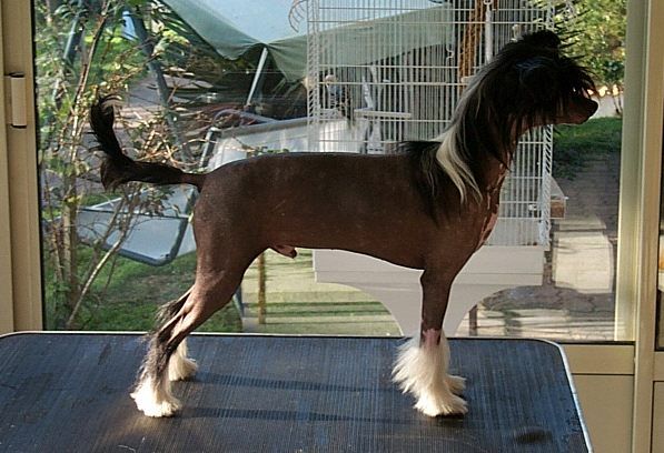 Garygolds Lemiz Amore