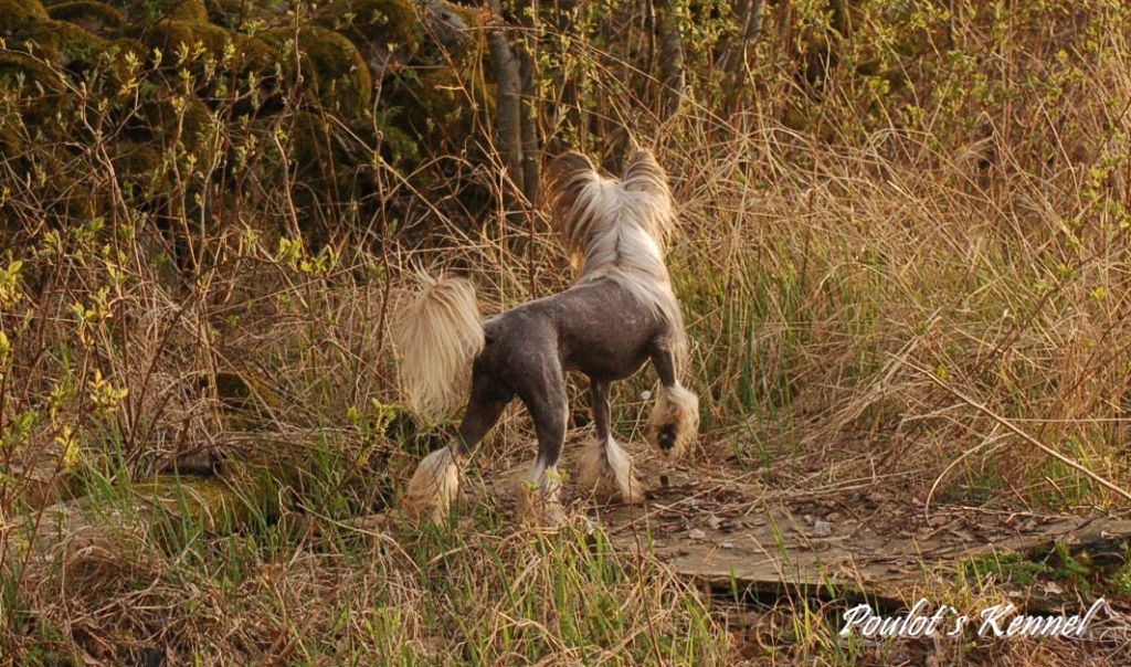 Tenwiz Crash Bandicoot