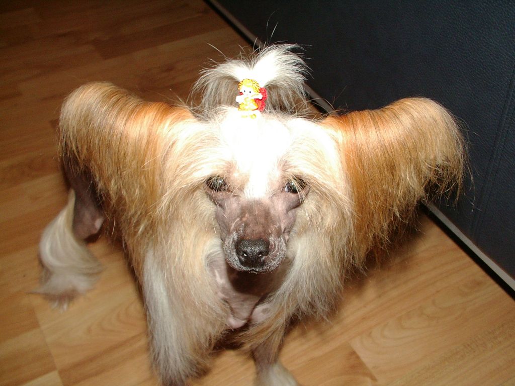 In-Sa-In Bontomazina Svift