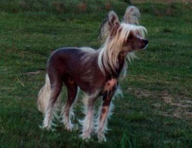 Raquel Welch Herbu Bawaria