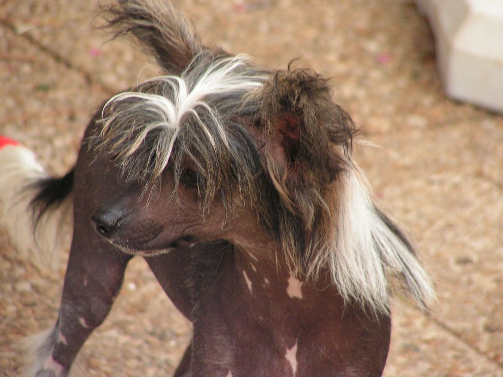 Ange Gardien Du Domaine Du President