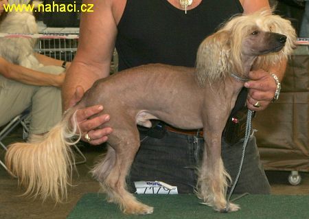 Electric Elf Ka-La-Em