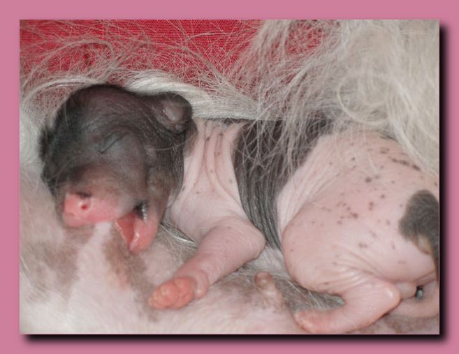 Cezarion Klaudiusz Albinus Galus