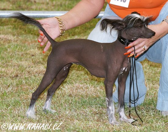 Cezarina Sarabii Galus