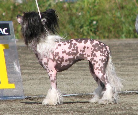 Cezarina Elfinia Galus