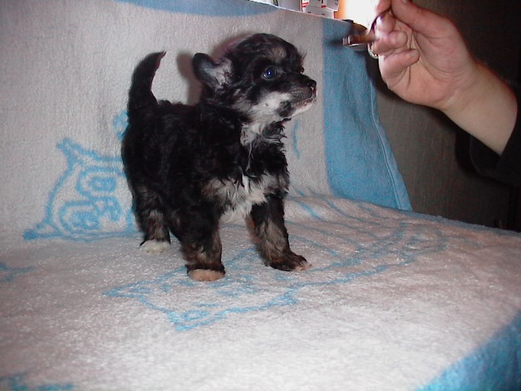 Admiral Tai by Change of Heart