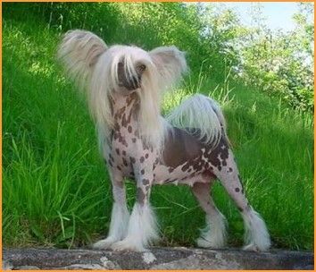 Virginia von Shinbashi