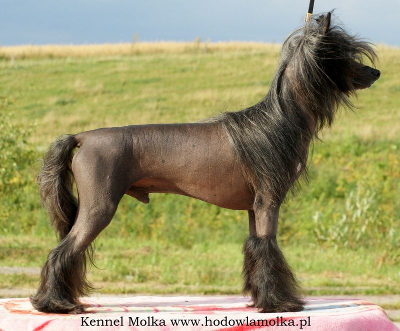 Volcano Negro Sub-O-Divo