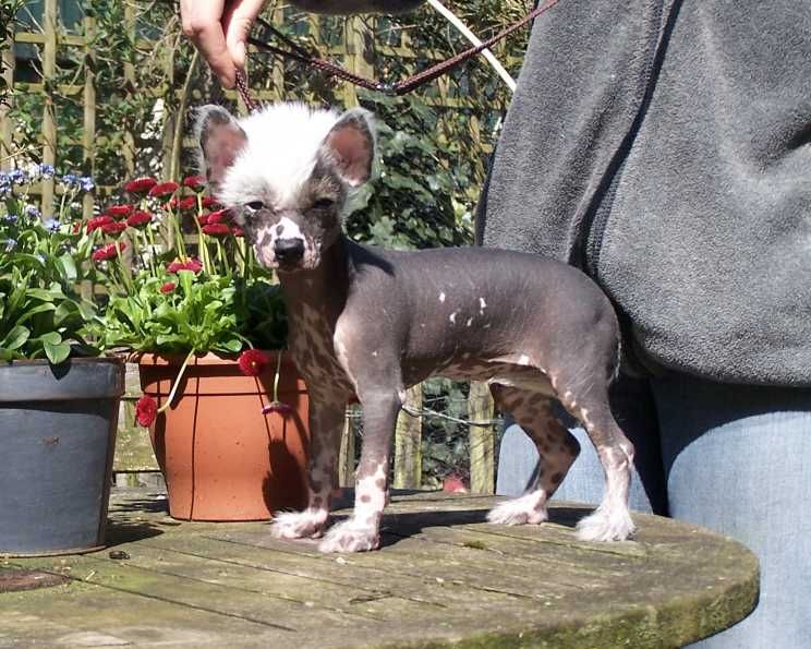 Skipperdale Chill Factor