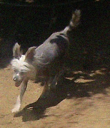 X O's Starlight Starbright