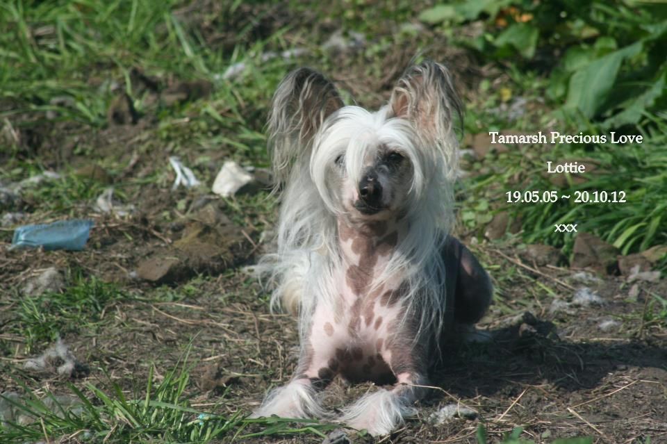 Tamarsh Precious Love