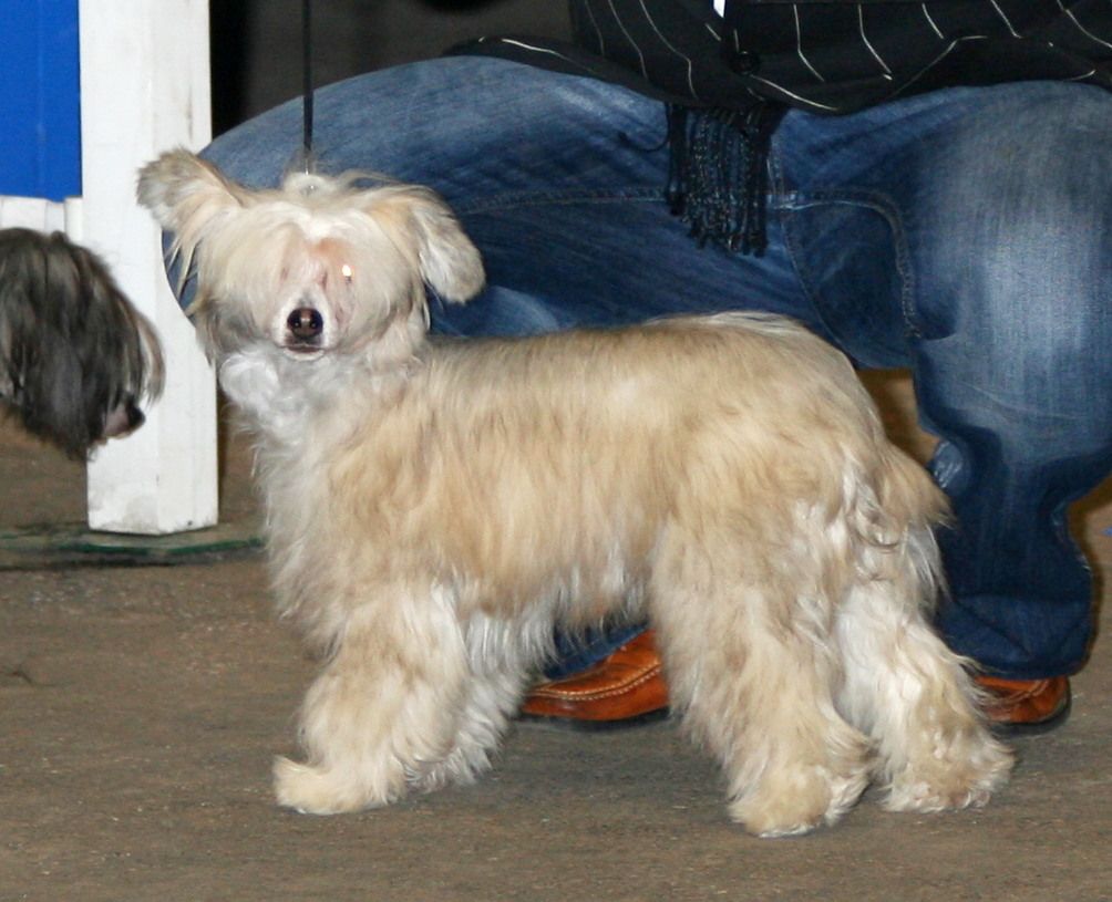 Tamarsh Forbidden Love at Dazlerock