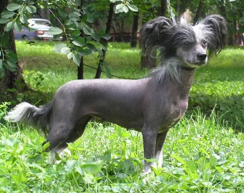 Moonswift Just Jasmine