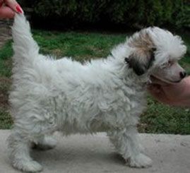 Ginestra de GabriTho