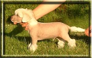 Princess Leia's Over The Hills