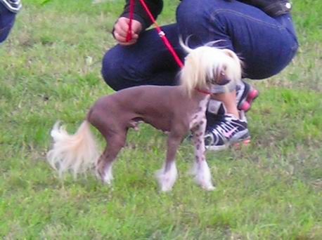 Barney Chinese Lover's