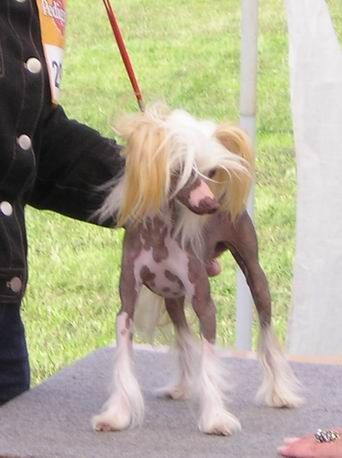 Belami Chinese Lover's