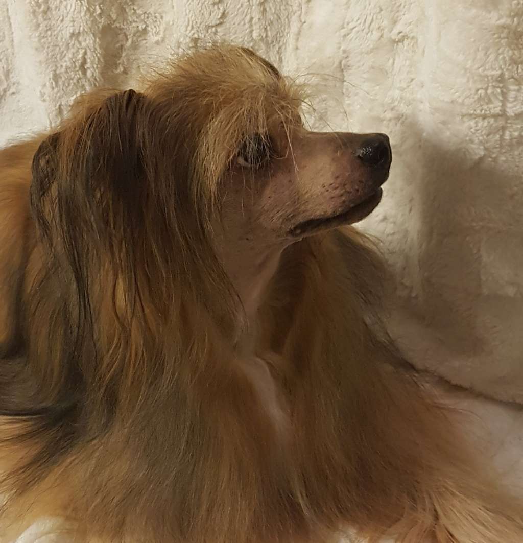 Trønderpia's Forever Love