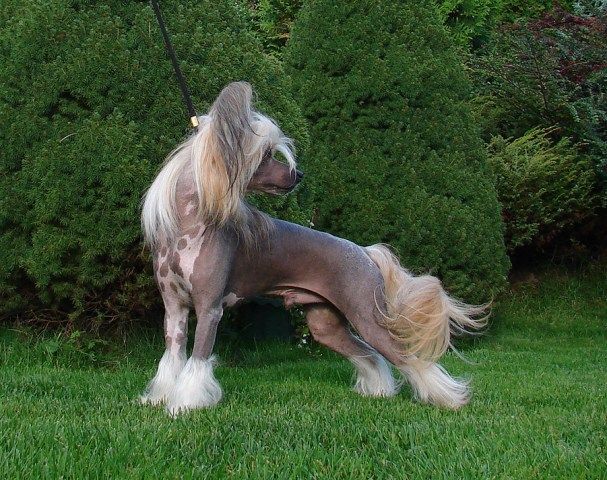 Dragon Moon C Me At Sua Sponte