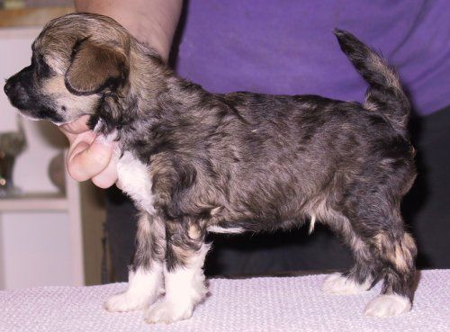 Dragon Moon Challenger