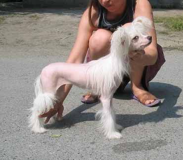 Shou Krokodail Gosudarstvennaja Izmena