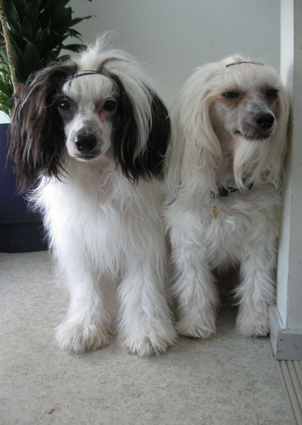 Zhannel's Tazmanian Devil