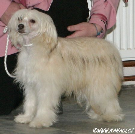 Javellin Pupo-Haichi