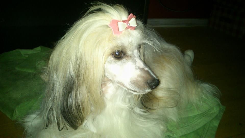 Janika Conny Pupo-Haichi