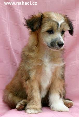 Hardy Conny Pupo-Haichi