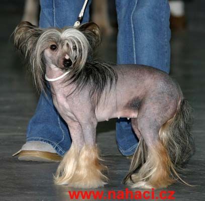 Harlow Conny Pupo-Haichi