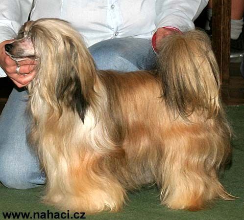 Harvi Conny Pupo-Haichi