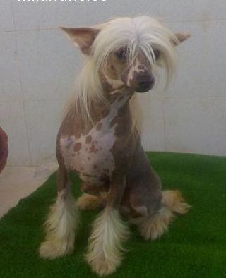 Ambar du Domaine de L'Hirondelle