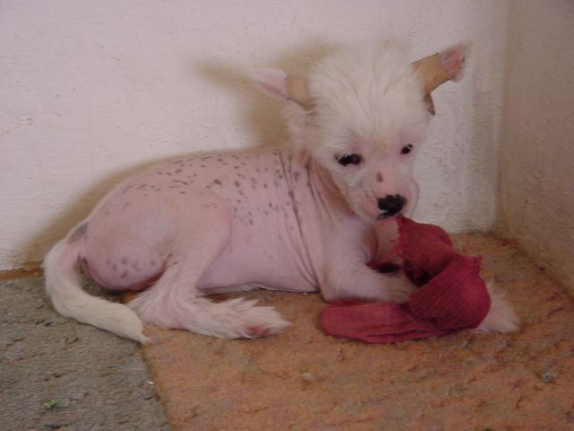 Blair Witchie Spolov