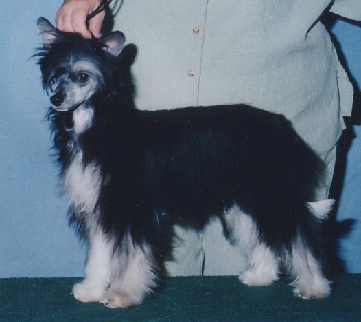 Cavallino MIS Behaving at Shida