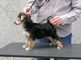 Inspirator Germanika