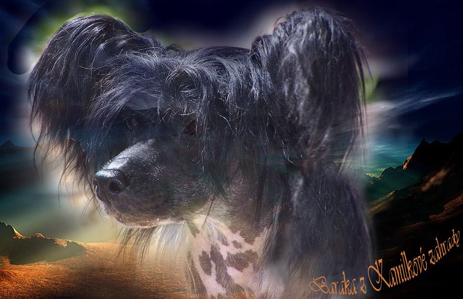 Baraka z Kamilkové zahrady