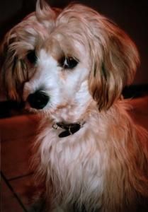 Aligator z Gangu Lysych