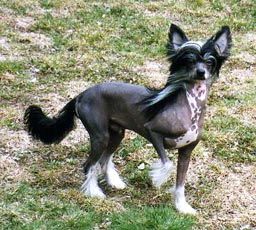 My Longtime Companion Yannek